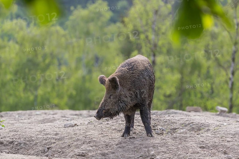 One young wild boar or wild pig (Sus scrofa), walking over an opening in early morning light, searching for food, with a green forest in the background and framed with colourful leafes