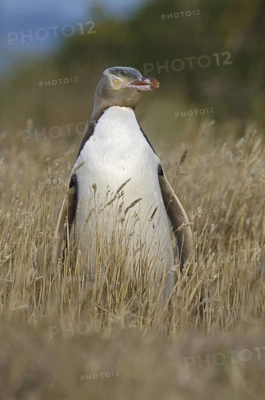 Yellow-eyed Penguin (Megadyptes antipodes), New Zealand