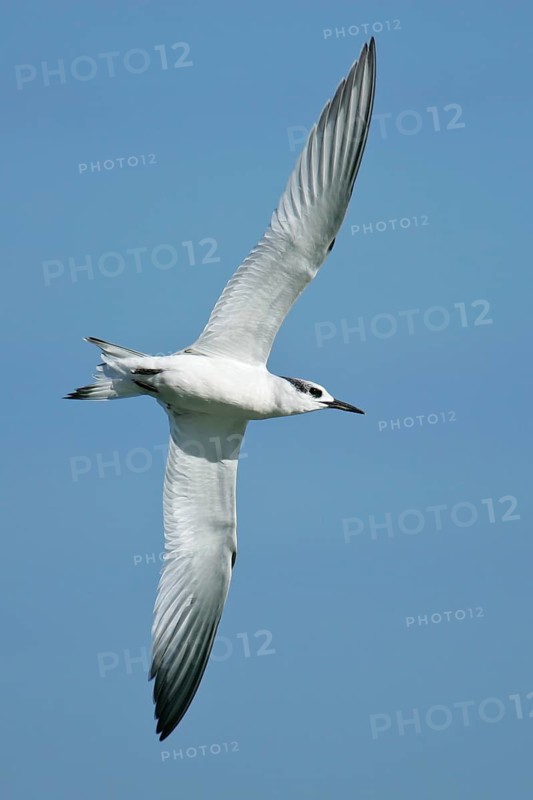 Sandwich Tern (Thalasseus sandvicensis) juvenile flying, Mecklenburg-Western Pomerania
