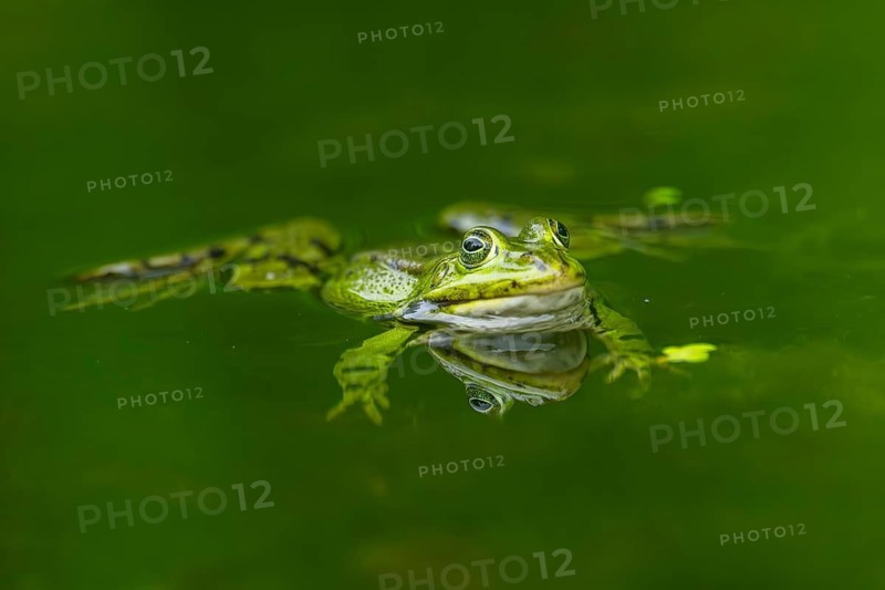 Edible frog (Pelophylax esculentus) in a little lake in the water, Bavaria, Germany