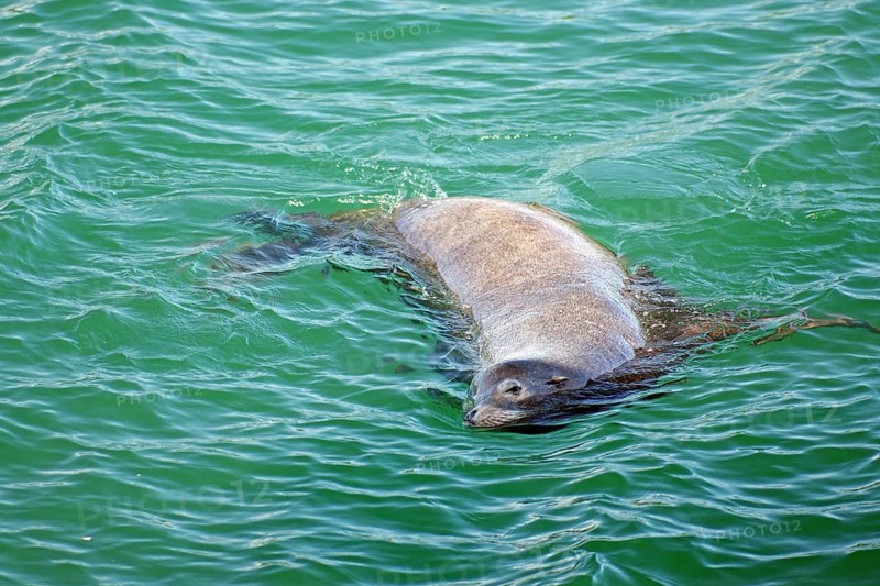 A sea lion relaxing in the water, with a slight ripple pattern on the water surface, Ucluelet, Vancouver Island, British Columbia, Canada