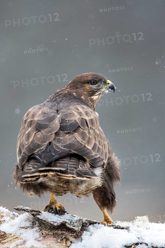 Common Buzzard (Buteo buteo) perched on a snowy tree trunk, Bialowieca National Park, Poland