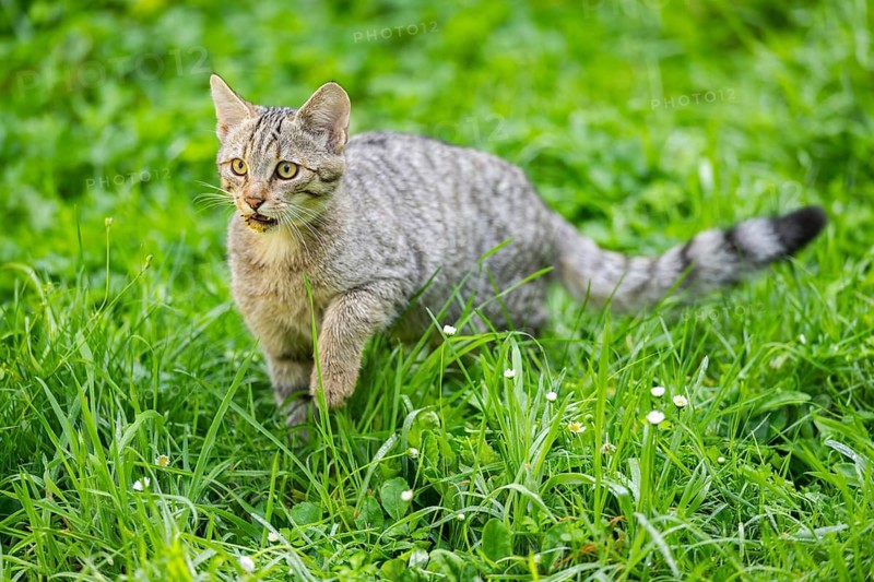 European wildcat (Felis silvestris silvestris) on a meadow, Hesse, Germany