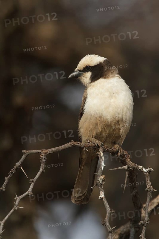 Southern White-crowned Shrike (Eurocephalus anguitimens), Khomas, Namibia