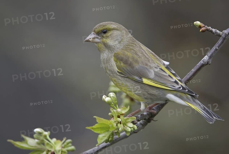 European Greenfinch (Chloris chloris), Saxony, Germany