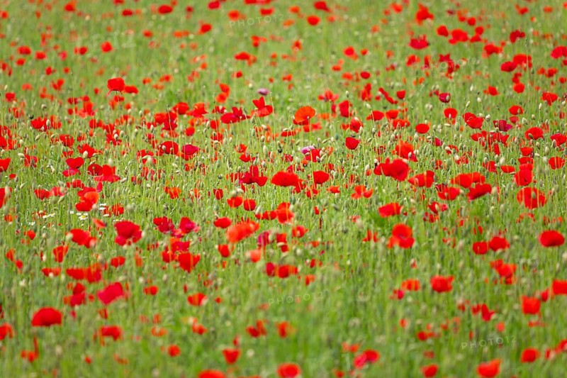 A field of poppies is in full bloom in front of the European Central Bank (ECB) and the bank skyline in Frankfurt's Oberrad district, Oberrad, Frankfurt am Main, Hesse, Germany