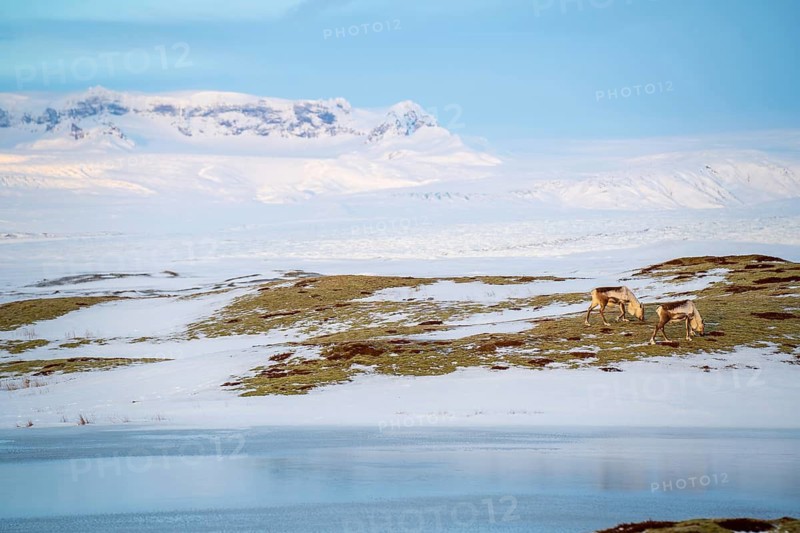 A serene Icelandic winter scene showcasing two reindeer grazing on a snow-covered plain, with majestic mountains in the background, under a clear blue sky