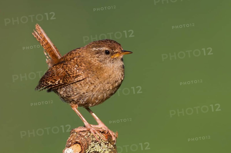 Northern Wren - Zaunkönig - Troglodytes troglodytes ssp. troglodytes, Germany, 1st cy