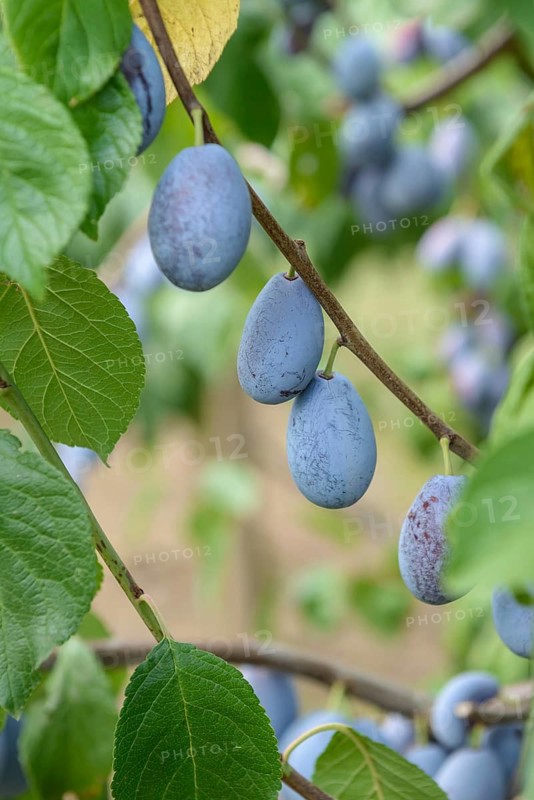 Plum (Prunus domestica 'Presenta'), LVG Erfurt, Federal Republic of Germany