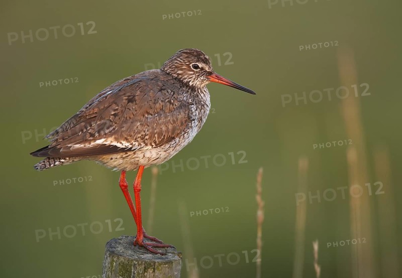 Common Redshank (Tringa totanus), Schleswig-Holstein, Germany