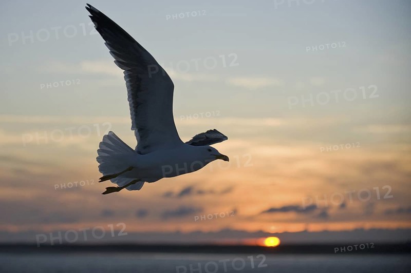 Lesser Black-backed Gull (Larus fuscus) flying, Texel, Netherlands