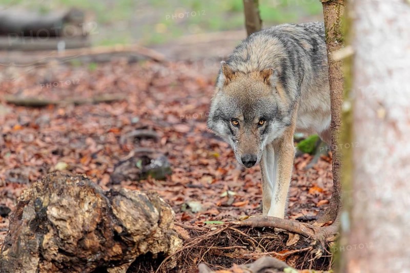 An adult male grey wolf (Canis lupus lupus) runs through the forest on an overcast day
