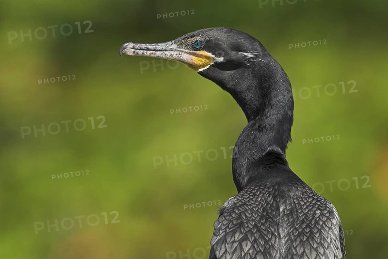 Neotropic Cormorant (Phalacrocorax brasilianus)