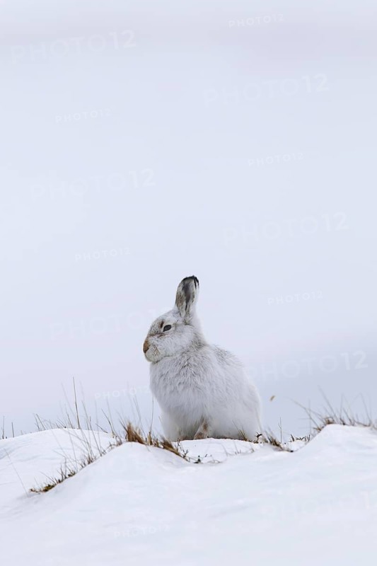 Mountain hare (Lepus timidus), Alpine hare, snow hare in white winter pelage in the Scottish Highlands, Scotland, UK
