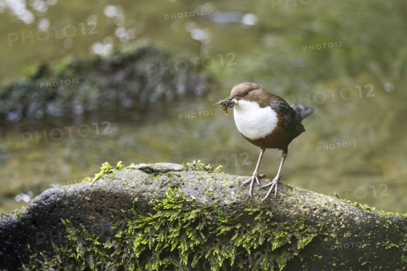 White-throated Dipper (Cinclus cinclus), at a torrent with larvae in its beak, Rhineland-Palatinate, Germany
