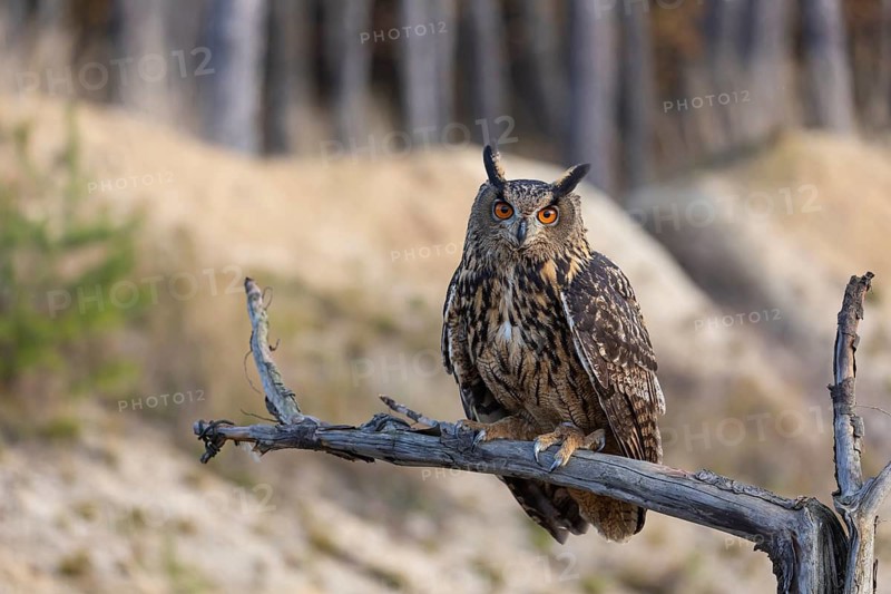 One Eurasian Eagle Owl, Bubo bubo, sitting on a branch of a dead tree. A sandy forest edge in the background