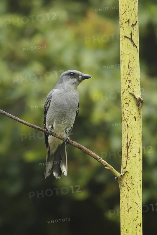 Large Cuckooshrike (Coracina macei), Fraser's Hill, Malaysia