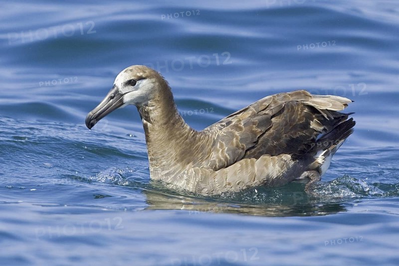 Black-footed Albatross (Phoebastria nigripes), Washington, USA