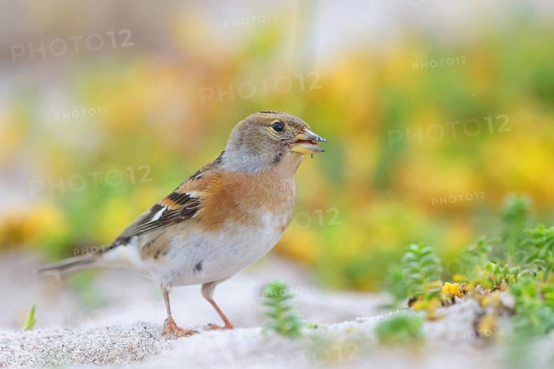 Brambling (Fringilla montifringilla), spring, foraging, Battenberg, Heligoland, Rhineland-Palatinate, Federal Republic of Germany