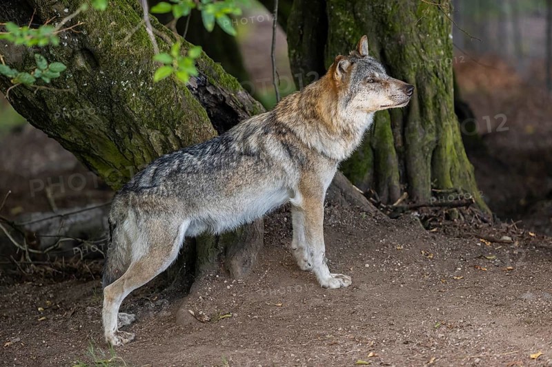 One adult male eurasian gray wolf (Canis lupus lupus) standing in front of an old split tree at a forest edge
