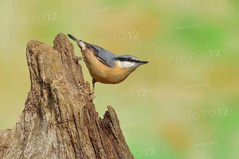 Eurasian nuthatch (Sitta europaea), upside down on a tree root, North Rhine-Westphalia, Germany