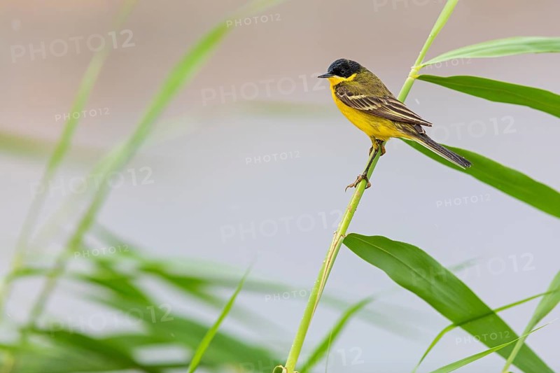 Maskenschaftstelze, Black-headed Yellow Wagtail, Black-headed Wagtail, Motacilla flava feldegg, Motacilla feldegg, Bergeronnnette à tête noire, Lavandera Boyera Balcánica