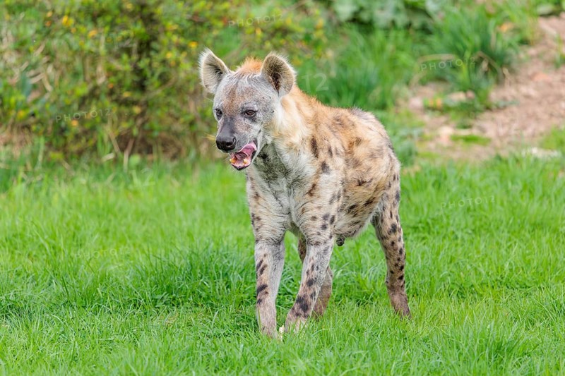 An adult male Spotted Hyena (Crocuta crocuta) stands in a green meadow