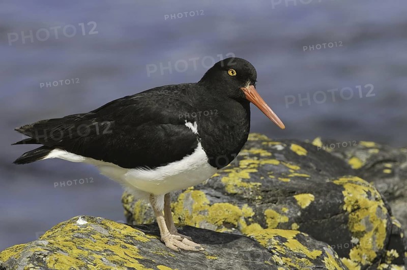 Magellanic Oystercatcher (Haematopus leucopodus), Falkland Islands