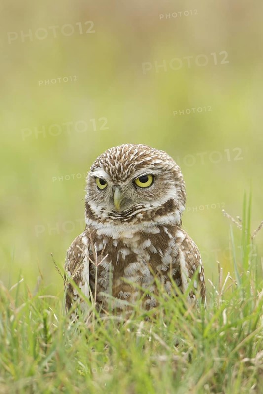 Burrowing Owl (Athene cunicularia), Florida, USA