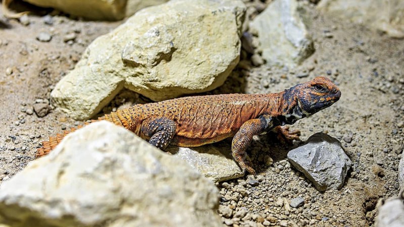 Lizard resting between stones in a desert-like environment, The North African Thorntail Agama (Uromastyx acanthinura)