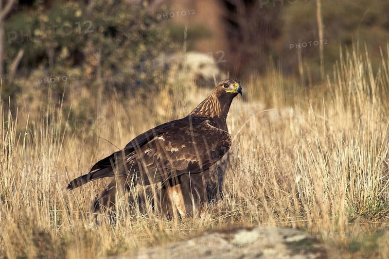 Golden Eagle (Aquila chrysaetos) male, Madrid, Spain