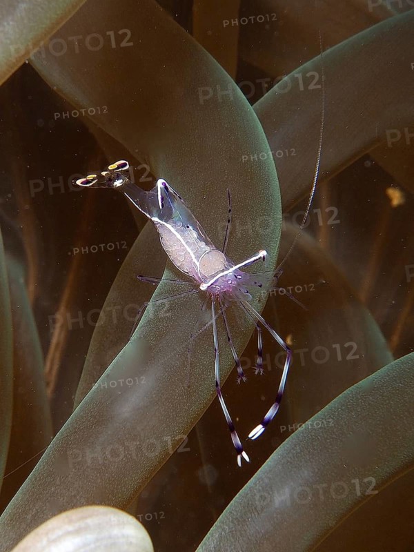 Red Sea partner shrimp (Periclimenes longicarpus)