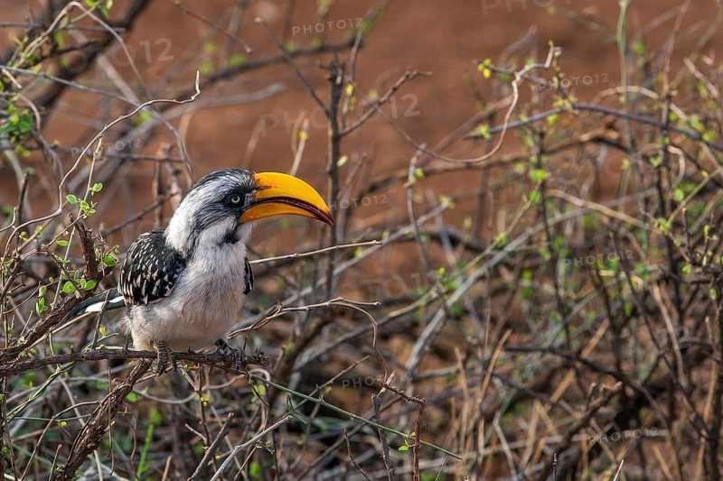 Southern yellow-billed toko (Tockus leucomelas), Rift Valley, Kenya