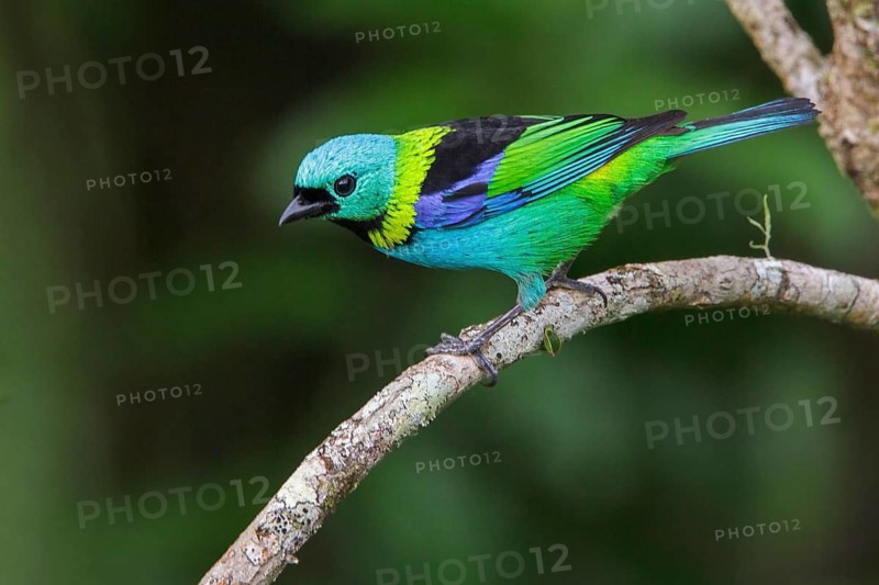 Green-headed Tanager (Tangara seledon) perched on a branch in the Atlantic rainforest of southeast Brazil