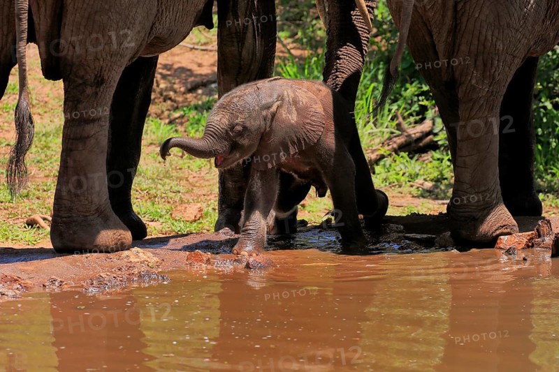 African elephant (Loxodonta africana), young animal, calf, baby elephant, mother, young animal with mother, at the water, Kruger National Park, Kruger National Park, South Africa