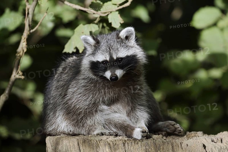 Raccoon (Procyon lotor), North Rhine-Westphalia, Germany