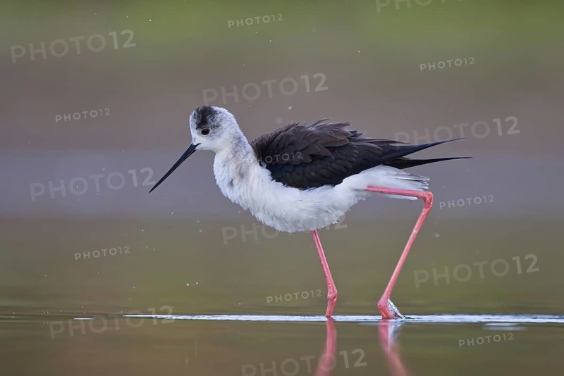 Black-winged Stilt (Himantopus himantopus) female foraging, North Rhine-Westphalia, Germany