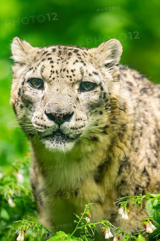 Snow leopard (Panthera uncia syn. Uncia uncia) in the forest, Germany
