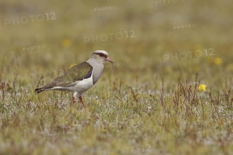 Andean Lapwing (Vanellus resplendens), Ecuador