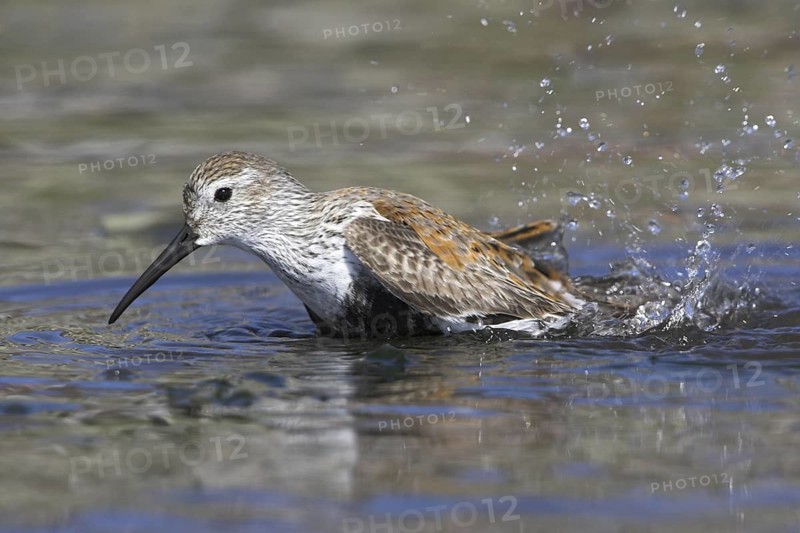 Dunlin (Calidris alpina) bathing, British Columbia, Canada