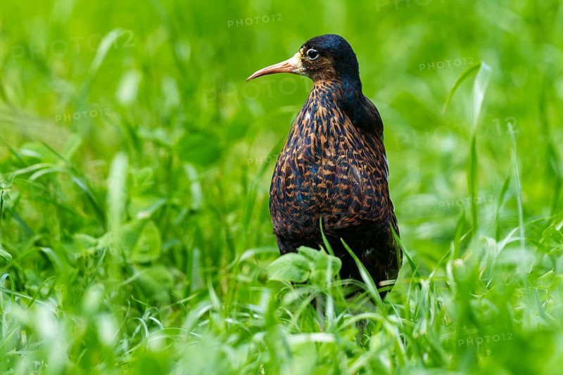 A bird with dark plumage stands on a green meadow and looks to the right, ruff (Calidris pugnax, syn.: Philomachus pugnax), courtship display, France