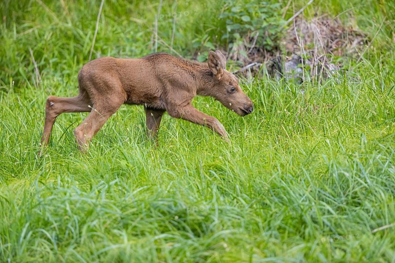 One baby moose or elk, Alces alces, (19 days old, born May 8, 2020 standing on a meadow with tall fresh green grass