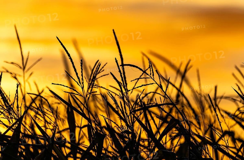 Silhouette, cornfield, nature, sunrise, dawn, Denzlingen, Germany