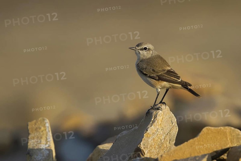 Red-tailed Wheatear (Oenanthe chrysopygia), Oman