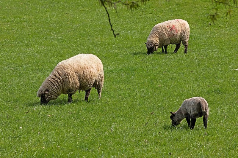 Sheep and lamb on pasture, Shottery, Stratford-upon-Avon, Warwickshire, England, Great Britain