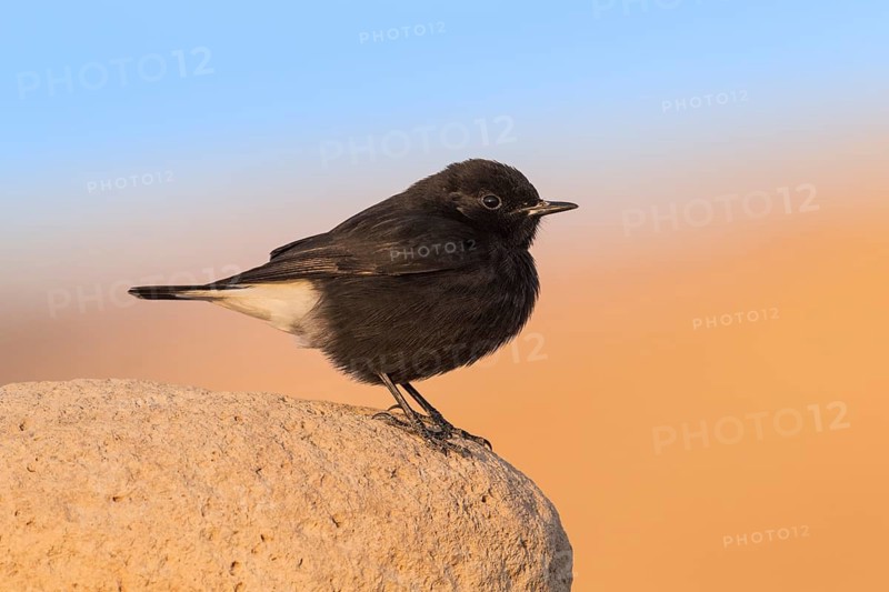 Mourning Wheatear (Oenanthe lugens warriae) perched on a stone, Eilat, Israel