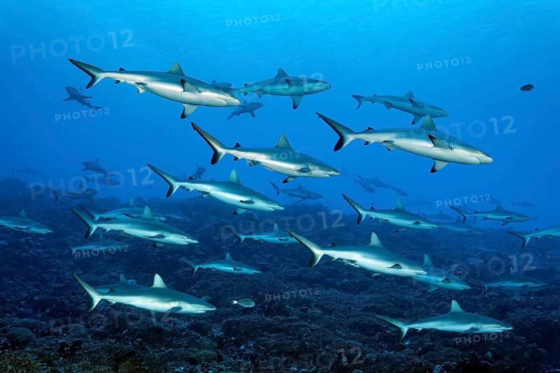 Shoal of Grey reef sharks (Carcharhinus amblyrhynchos) swimming in the South Pass, known as the Wall of sharks, Fakarava Atoll Biosphere Reserve, Tuamotu Archipelago, French Polynesia, South Pacific, Pacific Ocean