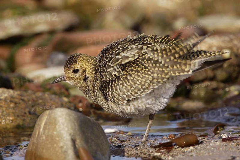 Goldregenpfeifer; lat. Pluvialis apricaria; schüttelt nach einer Ruhephase sein Gefieder