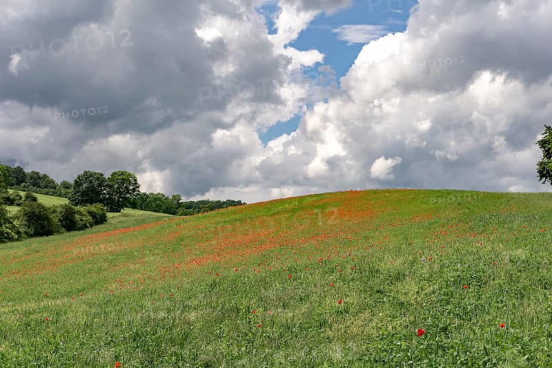 Meadow with poppies in the Green Belt near Ifta between Hesse and Thuringia, Germany