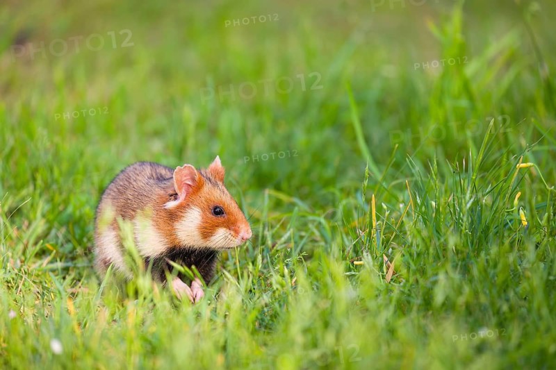 A European hamster (Cricetus cricetus), Eurasian hamster, black-bellied hamster or common hamster, sits on a meadow in fresh green grass